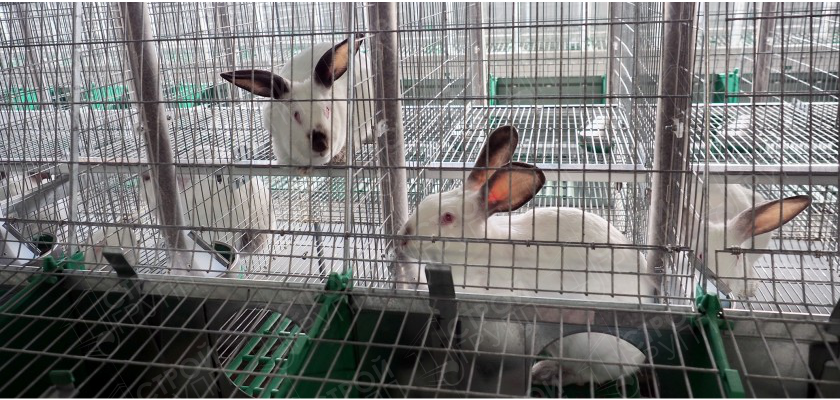 Кроликоферма на 1000 голов кроликоматок, Калужская область